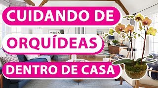 COMO CUIDAR DE ORQUIDEAS DENTRO DE CASA 🤗🏠 [upl. by Etka459]