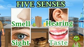 The 5 Senses Sight Hearing Taste Smell and Touch Preschool and Kindergarten Activities [upl. by Chandless367]