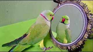 Indian Ringneck Parrot Talking to Mirror Part 1 [upl. by Adnoel]