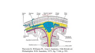 cerebrospinal fluid [upl. by Crescentia]