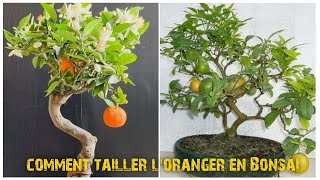 COMMENT TAILLER LORANGER EN BONSAI [upl. by Ennahtur]