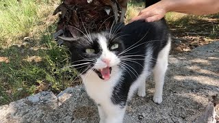 Tuxedo cat meows in different tones as if to say Im so glad to see you [upl. by Soinski172]