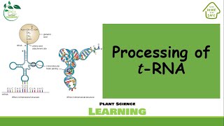 Processing of tRNA [upl. by Tivad]