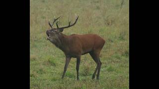 LE BRAME DU CERF A CHAMBORD chateaudechambord [upl. by Loar616]