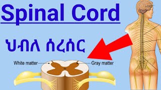 How Spinal Cord Works ascending tractsdescending tracts ህብለ ሰረሰር የአንጎል ክፍል እንዴት ይሰራል spinalcord [upl. by Trawets]