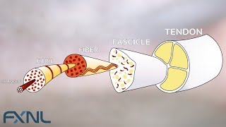 Tendinitis Tendinosis Tendinopathy Exercise is the best medicine for tendon pain [upl. by Ayatnwahs]