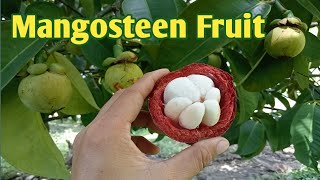 Mangosteen  Mangosteen Fruit  Mangosteen Tree [upl. by Lehet]