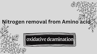 396 oxidative deamination  glutamate dehydrogenase [upl. by Cassell]