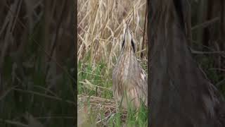 STRANGE mating call of the American Bittern wildlife americanbittern [upl. by Drahnreb]