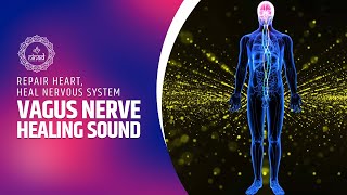 Vagus Nerve Healing Sound Frequency  Vagal Tone Frequency  Repair Heart Heal Nervous System [upl. by Ruel]