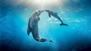 Healing songs of Dolphins amp Whales  Deep Meditative Music for Harmony of Inner Peace [upl. by Eirrej930]