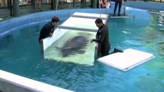 Manatee Shuffle  Cincinnati Zoo [upl. by Lambrecht744]