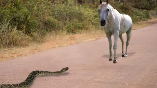 15 Moments When Snakes Messed With The Wrong Opponents [upl. by Ludewig]