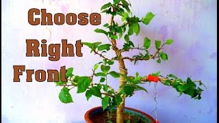 How to Choose a Front of Hibiscus Bonsai  for Beginners  Pruning  Mammal Bonsai [upl. by Reade1]