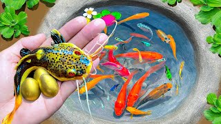 Amazing Catch Strange Fish In Tiny Ponds Koi Fish Three Tailed Fish Platy Fish Glass Fish [upl. by Grindle]