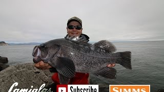 JETTY Black Rock Fish HOW TO w NWanglerz CHOICE [upl. by Noxas]