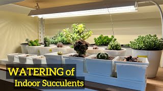 Growing Succulents Indoor  Watering of Succulent [upl. by Anaerda]