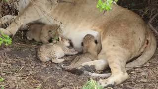 Tiny newborn lion cubs Serengeti  African Family Safaris [upl. by Conias]