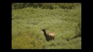 Grizzly bears hunting elk in Grand Teton NP [upl. by Kred467]