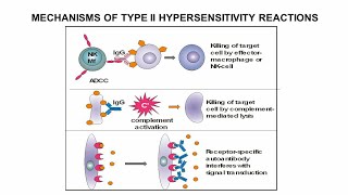 Type 2 Hypersensitivity Hindi [upl. by Lynd]