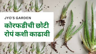 कोरफड कशी लावावी । कोरफडीचे रोप कशी काढावी । how to grow aloe vera at home in Marathi । बनवूया बाग [upl. by Annavaig89]