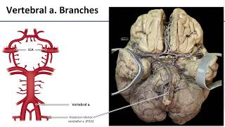 LO5 Arterial Supply to Brain [upl. by Evatsug326]