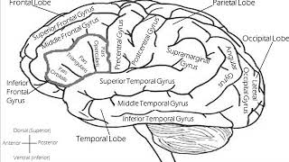 Frontal Lobes Brain Hemisphere Synchronization  Healing Rife Frequency [upl. by Aramois442]