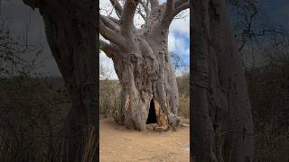 The bushmen home experience the unique lifestyle of Hadzabe tribe [upl. by Wanyen97]