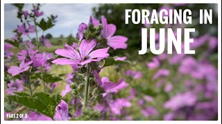 Foraging in June Part 2 of 3  UK Wildcrafts Foraging Calendar Series [upl. by Alletsirhc]