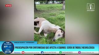 ENCEFALOMIELITIS EQUINAPUEDE TRANSMITIRSE AL HOMBRE PROVOCADA POR UN VIRUS TRANSMITIDO POR MOSQUITO [upl. by Ydisac]