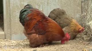 Les poules dornement  Jardiland FR TV [upl. by Ernaldus137]