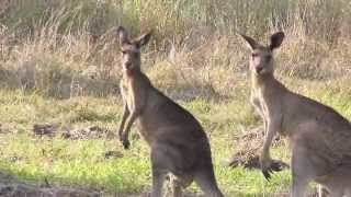 Kangaroo Sounds and Pictures for Teaching [upl. by Ecitnerp542]