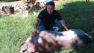 LIMPANDO PORCO CAIPIRA DE 200 KG NO SACO DE ESTOPA PARA O CONSUMO DA FAMÍLIA [upl. by Botsford]