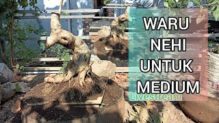 NGULIK BAHAN BONSAI WARU livestreambonsaiimaji bonsai [upl. by Amleht]