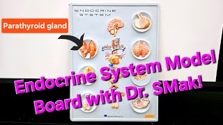 Endocrine System Model Board with Dr SMak [upl. by Galligan]