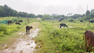 4K Rain Walk  Autumn Rainy Day Walking Tour in Bangladesh [upl. by Yarb]