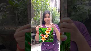 কাঠগোলাপ গাছের ডাল থেকে চারা বানানো সহজ।Rubra tricolor plumeria। shorts garden plants green [upl. by Ettevahs]