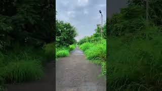 Greenery with music 🌳🌳 shorts tree music song happy [upl. by Alyahc]