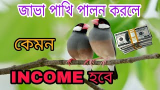 জাভা পাখি পালন করলে কেমন ইনকাম হবে ll How will you earn if you keep Java birds ll badri colony [upl. by Dorkas]