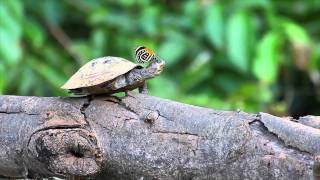 The Turtle and the Butterfly Video [upl. by Gargan]