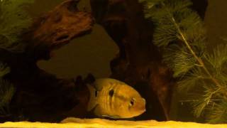 Cichlasoma bimaculatum HD  movie 01  Parents amp roe [upl. by Enileuqkcaj]