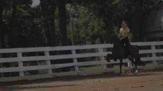 Hackney Pony Riding Lesson [upl. by Bouchard599]