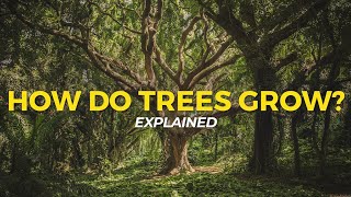 How Trees Grow  Eco Facts  One Tree Planted [upl. by Freida]