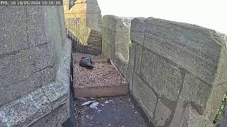 St Peters Church Yaxley Falcon Live Stream 10524 [upl. by Cirdec606]