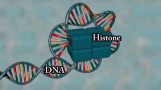 Chromosome structure  Medical animation [upl. by Hamal]