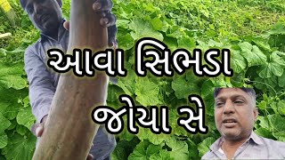 જોવો કવડા સિભદા video comedy viralvideo funny hiteshkatrodiya૧૩ hiteshkatrodiya૧૩video [upl. by Zelle]