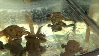 Endangered Titicaca Frogs Are Real Awkward When They Eat  Video [upl. by Ylrebmik]