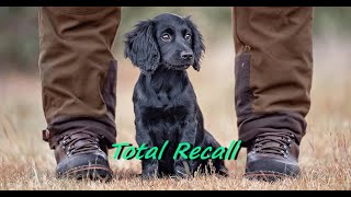 RECALL TRAINING A GUNDOG [upl. by Ainala]