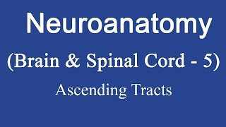 Neuroanatomy Brain amp Spinal Cord 5 Ascending Tracts [upl. by Anaibib]