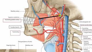 Blood supply of palate [upl. by Reiners807]
